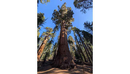 Looking up at the massive General Sherman Tree in Sequoia National Park.